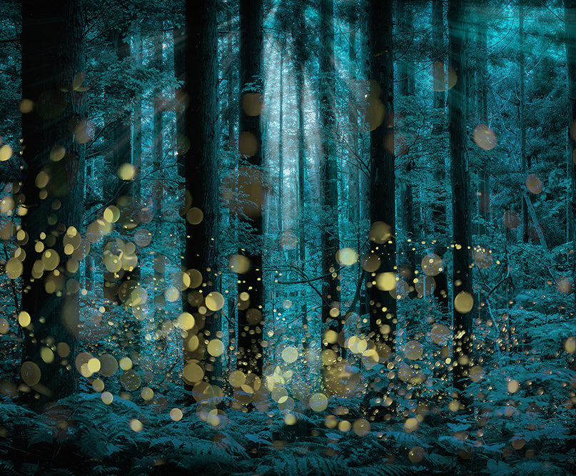 lensculture.firefly.kazuakikoseki.japan