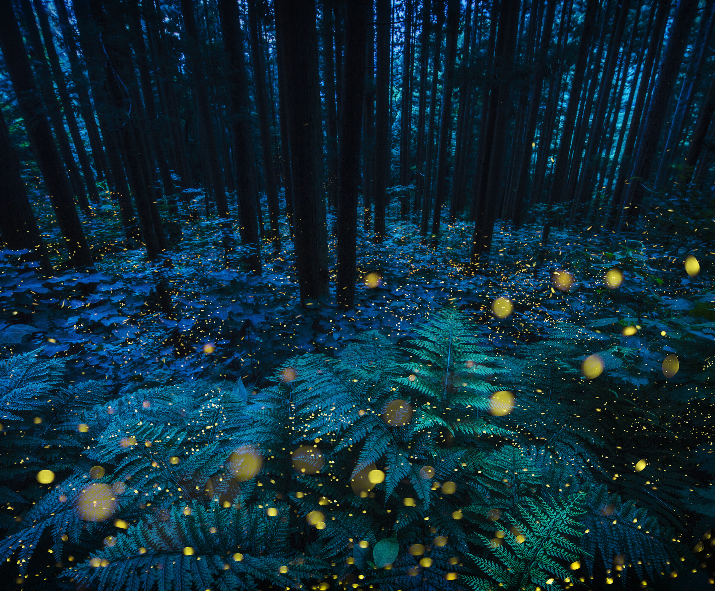 写真作家.photographer.写真展