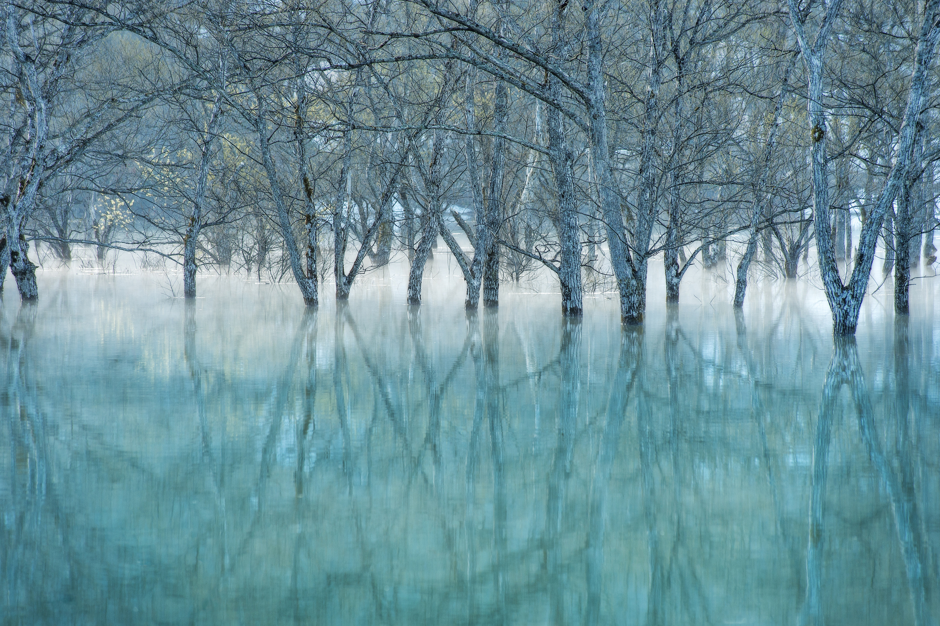 firefly.ヒメボタル.山形