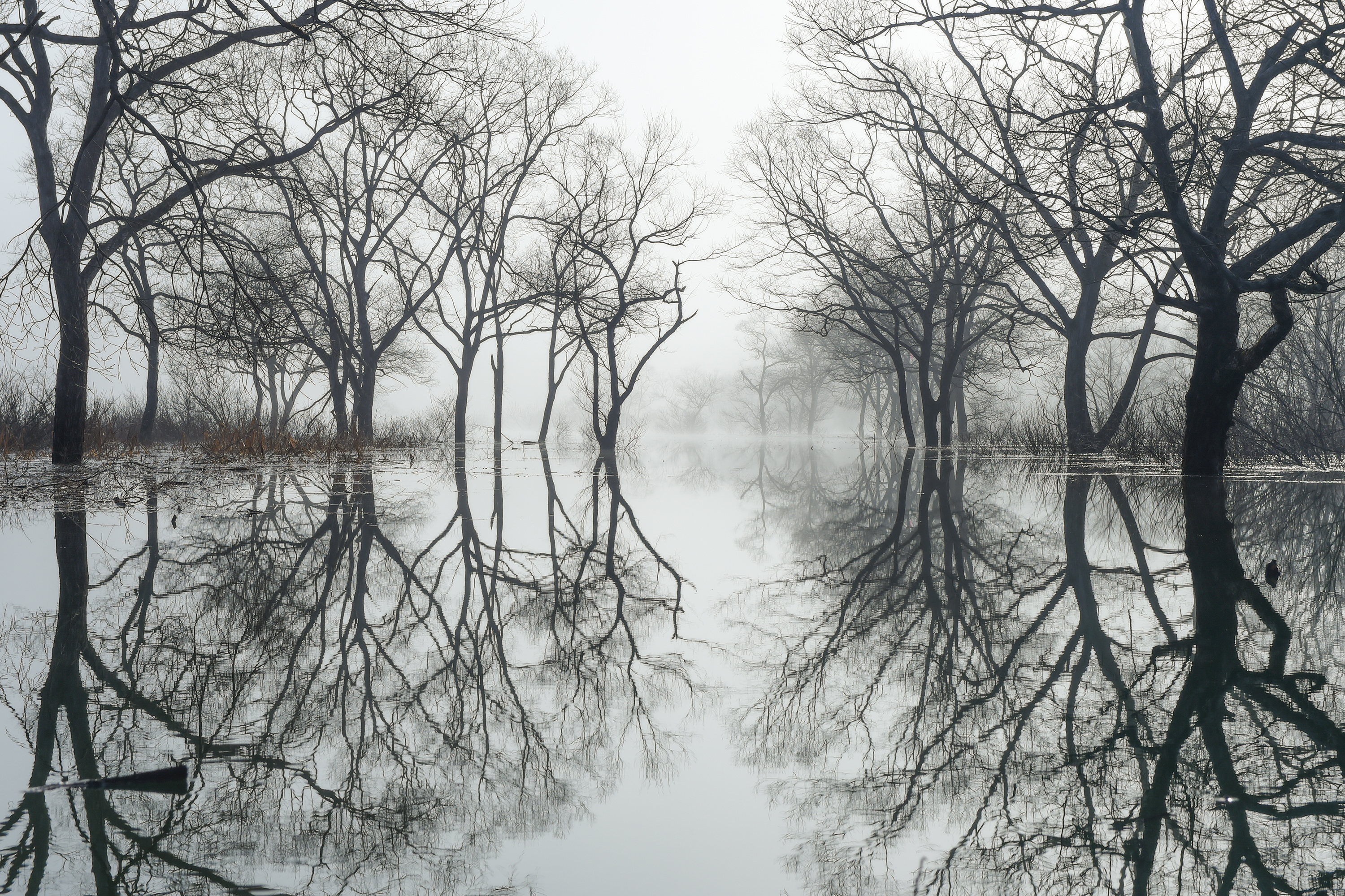 firefly.ヒメボタル.山形