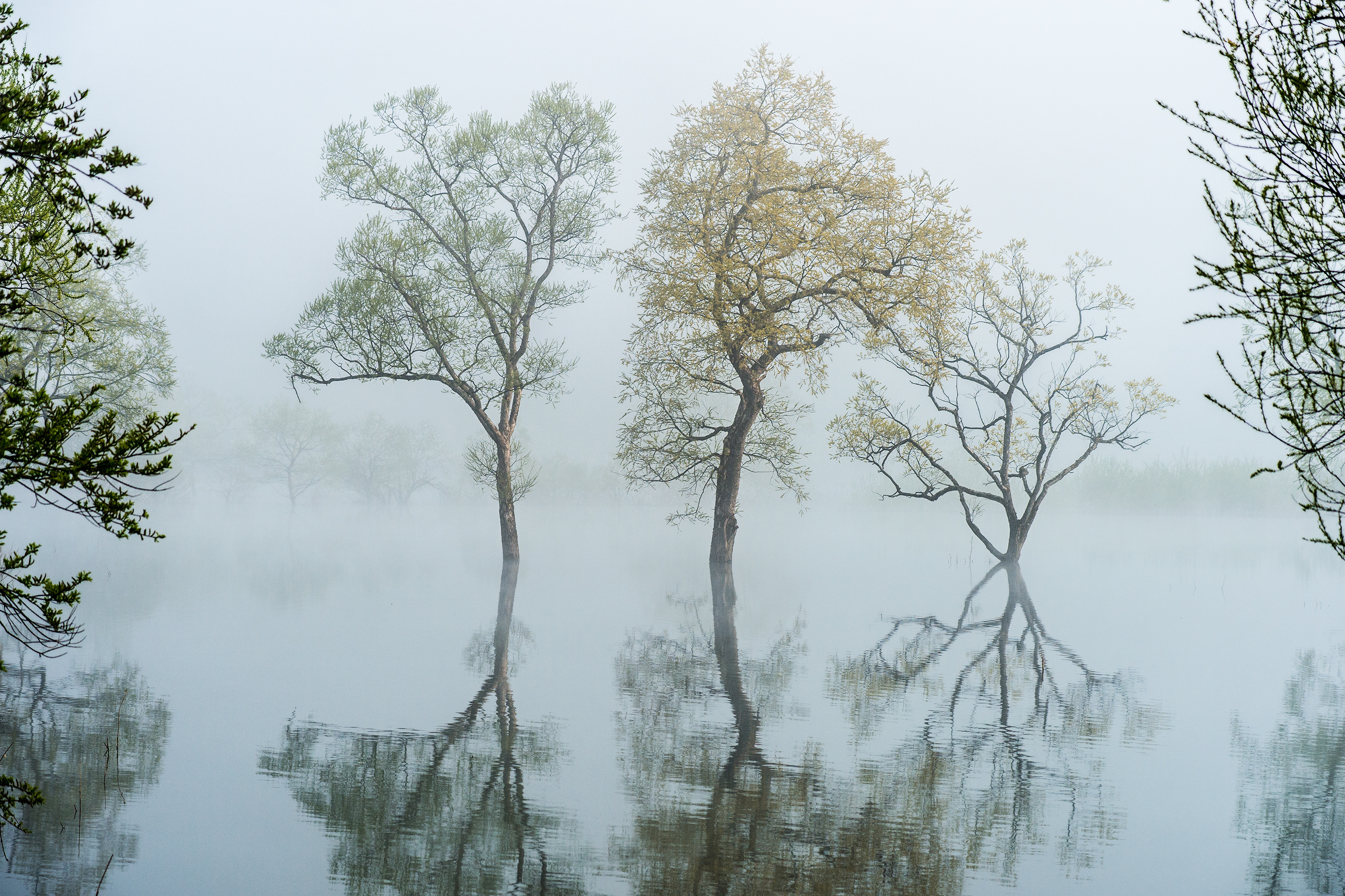 firefly.ヒメボタル.山形