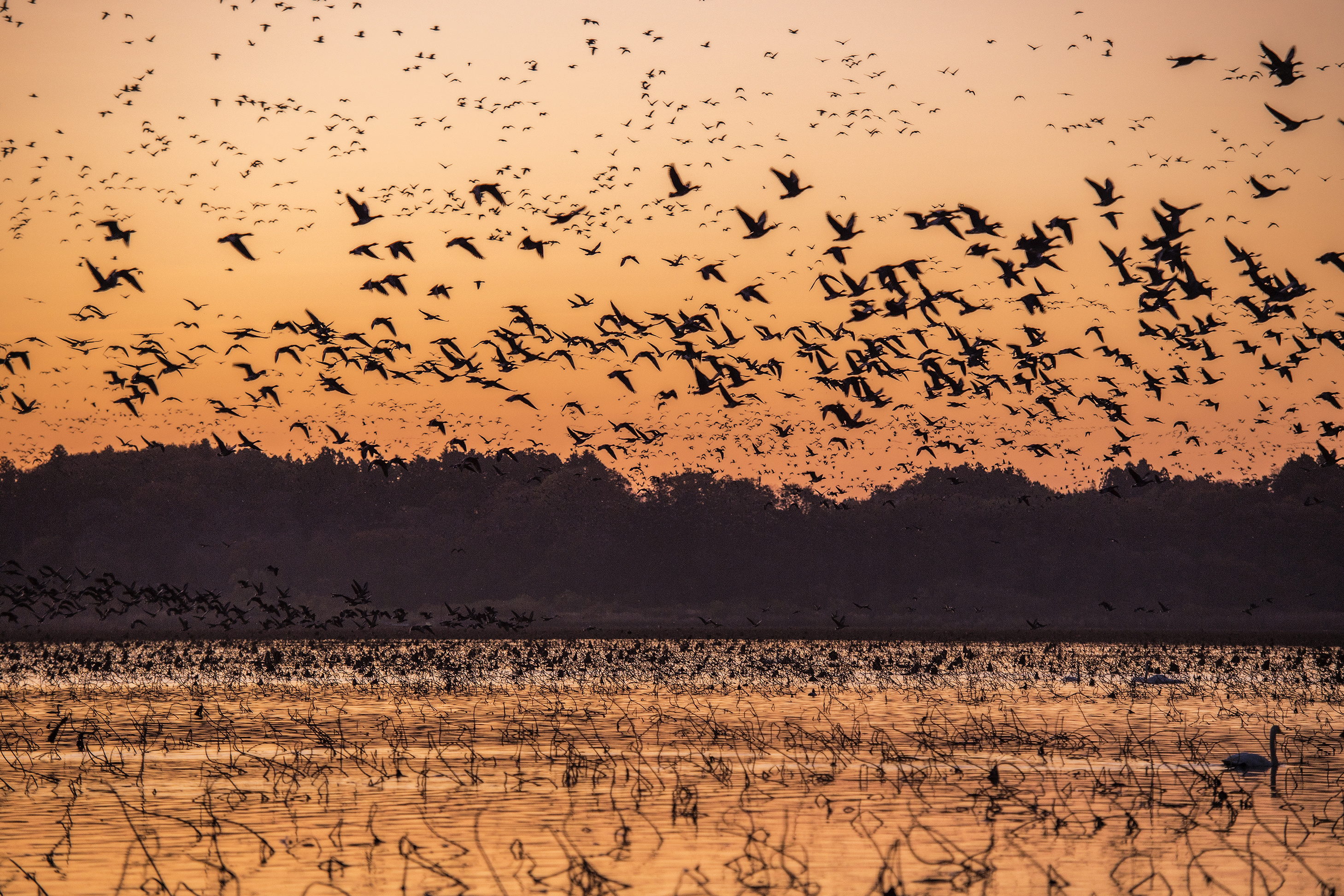 firefly.ヒメボタル.山形