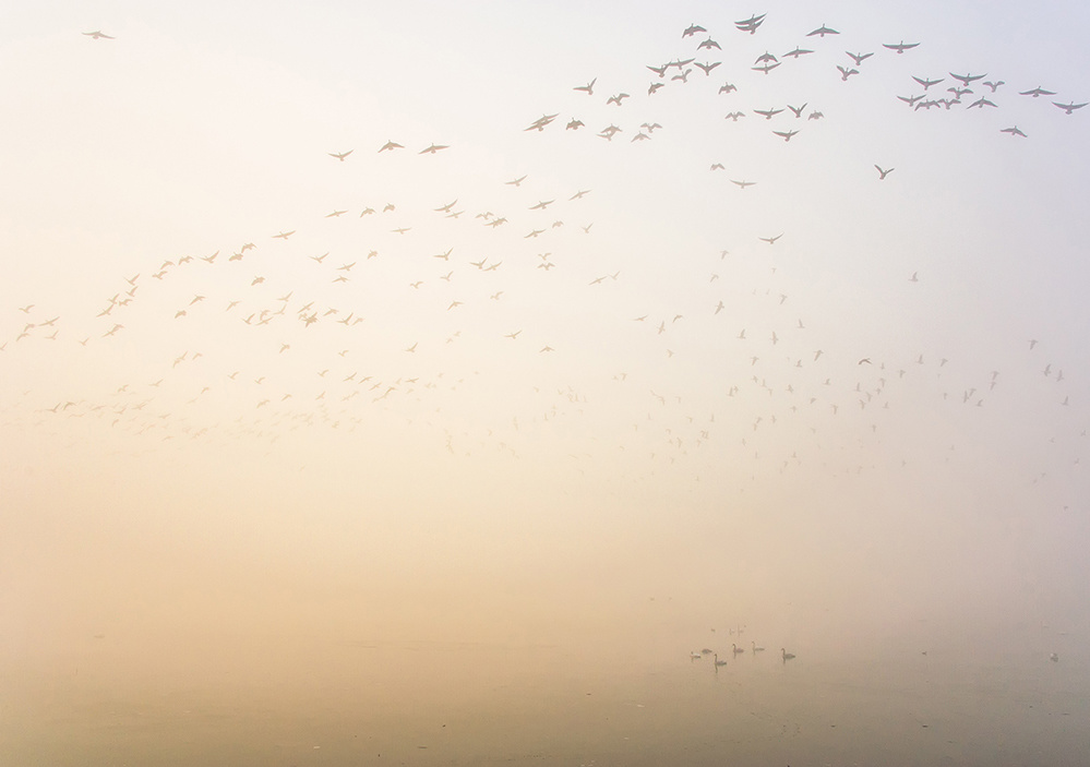 伊豆沼.photography.bird