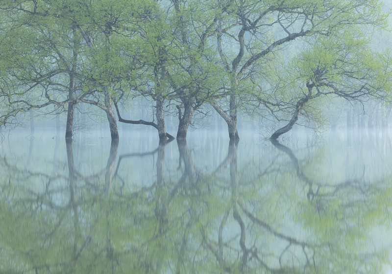 forest_of_misty_vision_009.jpg
